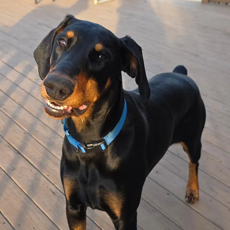 An adult large-sized female Black Doberman Pinscher dog named Alonna for adoption in Columbus, OH
