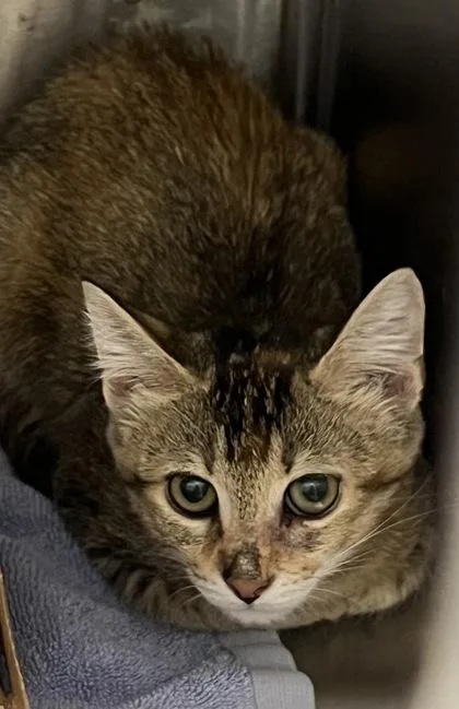 A young small-sized female Domestic Short Hair cat named Saffron for adoption in Roseville, CA