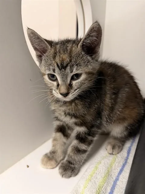 A baby small-sized female Domestic Short Hair cat named Miso for adoption in Ontario, CA