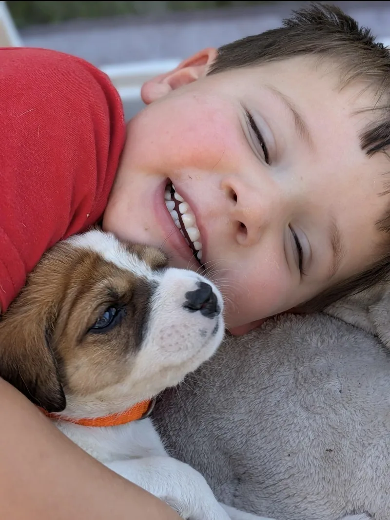 A baby medium-sized female Bicolor Pointer dog named Posie  Fairy Garden for adoption in Spring Hill, TN
