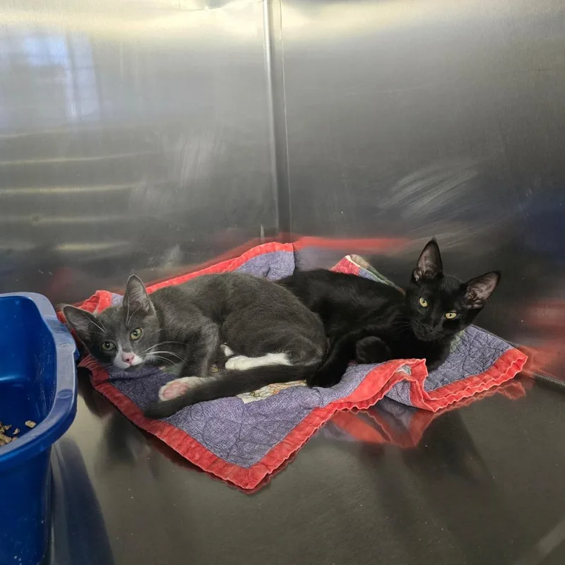 A baby small-sized male Black Domestic Short Hair cat named Herringbone for adoption in Spokane, WA