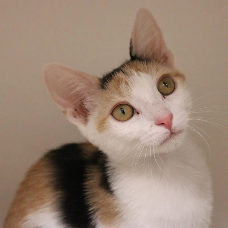 A baby small-sized female Calico Domestic Short Hair cat named Peridot for adoption in Champaign, IL