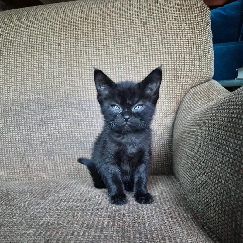 A baby small-sized female Black Domestic Short Hair cat named Abby for adoption in Richland, MI