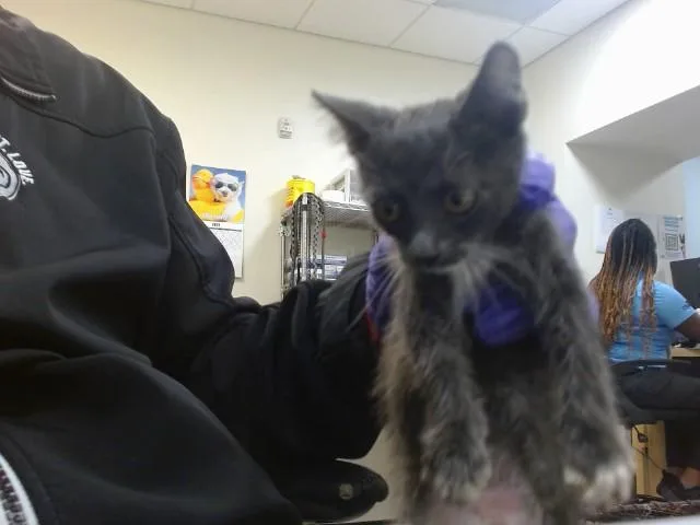 A baby small-sized male Domestic Short Hair cat named Titan for adoption in Miami, FL