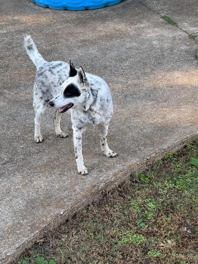 An adult medium-sized female White / Cream Australian Cattle Dog / Blue Heeler named Maggie Mae for adoption in Melbourne, AR
