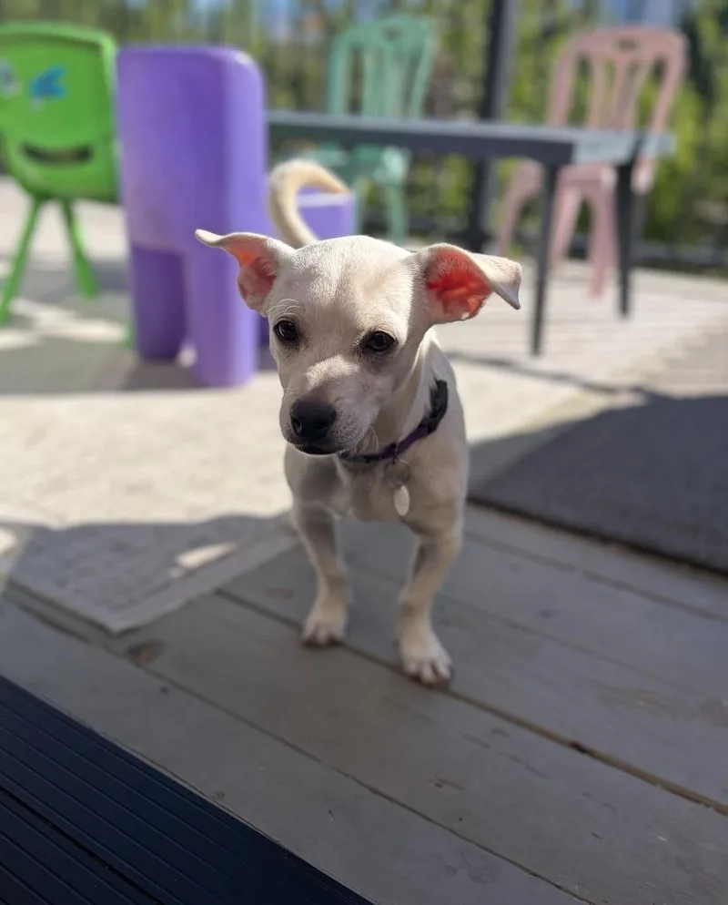 Milo