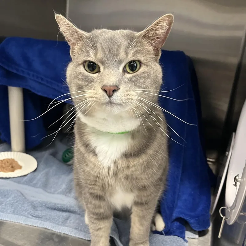 An adult large-sized female Gray / Blue / Silver Domestic Medium Hair cat named Skittles for adoption in Fort Wayne, IN