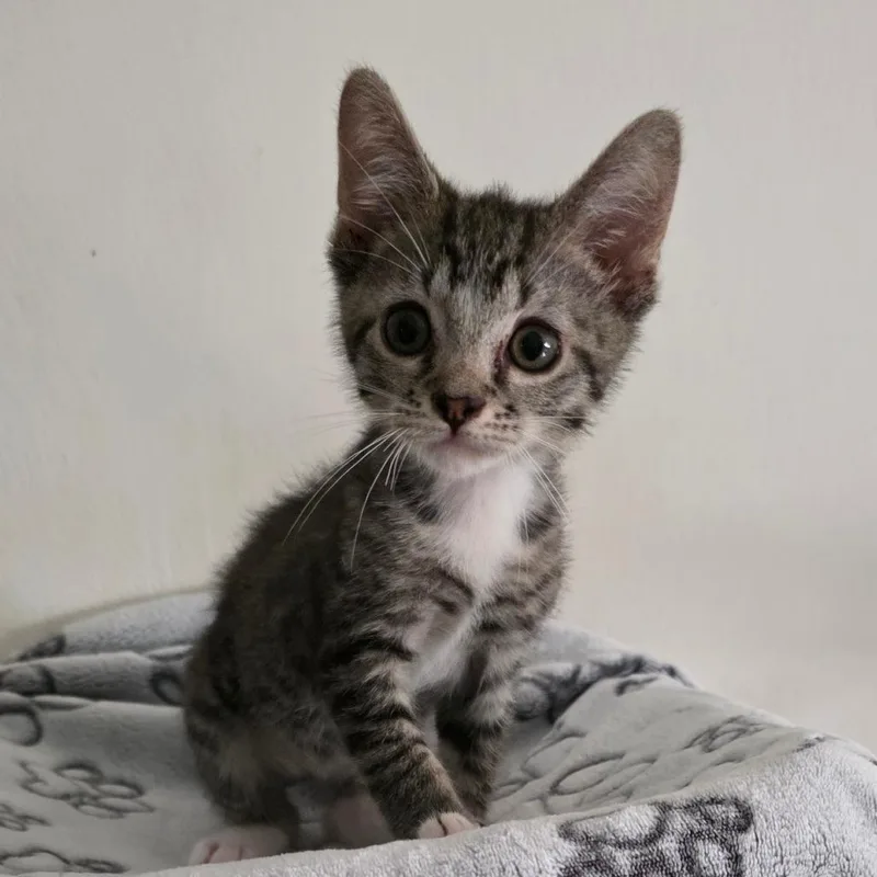 A baby small-sized male Brown / Chocolate Domestic Short Hair cat named Scorpio for adoption in Jupiter, FL