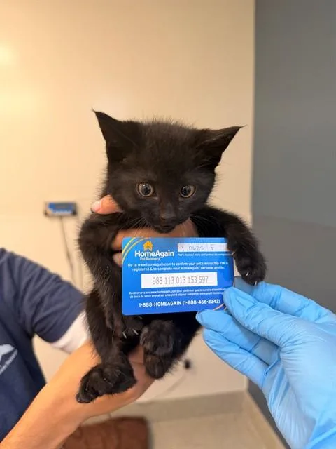 A baby small-sized female Domestic Short Hair cat named Alice for adoption in San Luis Obispo, CA