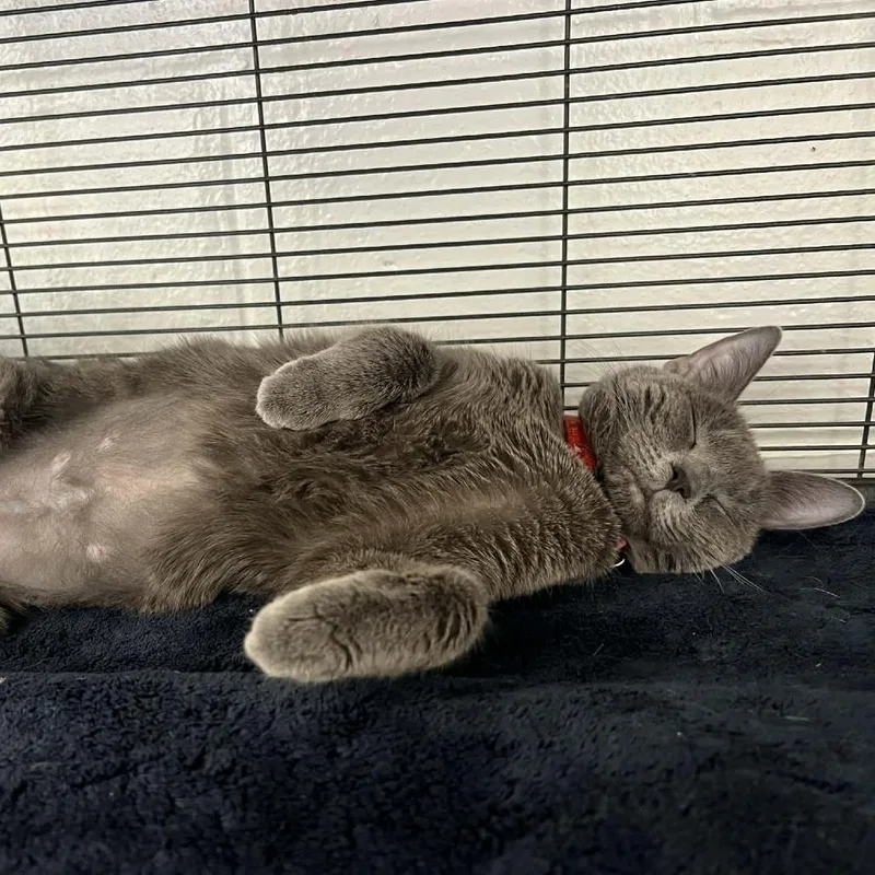 A young medium-sized female Gray / Blue / Silver Domestic Short Hair cat named Belinda for adoption in Hampton Bays, NY