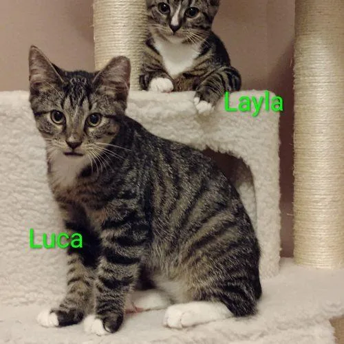 A young small-sized male Tabby (Gray / Blue / Silver) Domestic Short Hair cat named Luca for adoption in Seven Valleys, PA