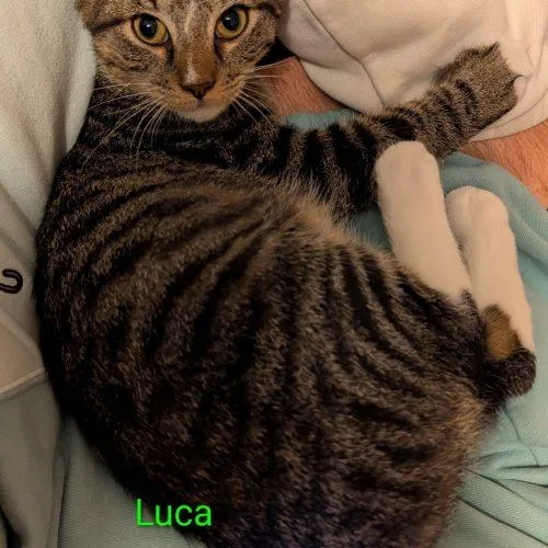Luca thumbnail 3