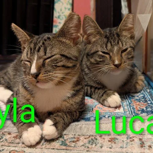 Luca thumbnail 5
