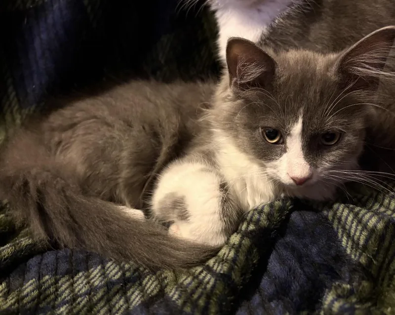 A baby small-sized male Gray & White Domestic Medium Hair cat named Fuzzy for adoption in Maineville, OH