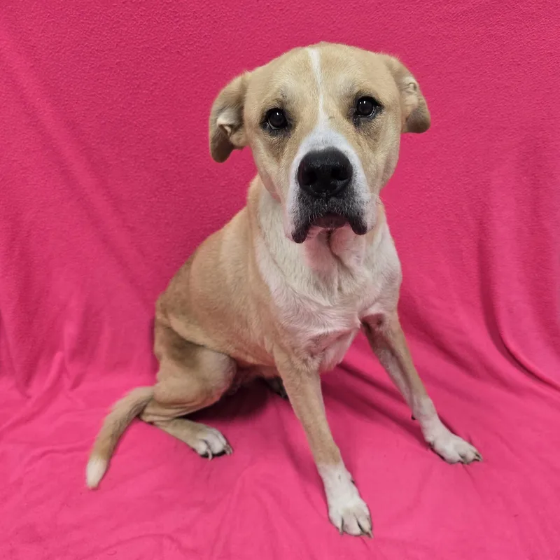 A senior large-sized female Mixed Breed dog named Samantha for adoption in Frankfort, IN