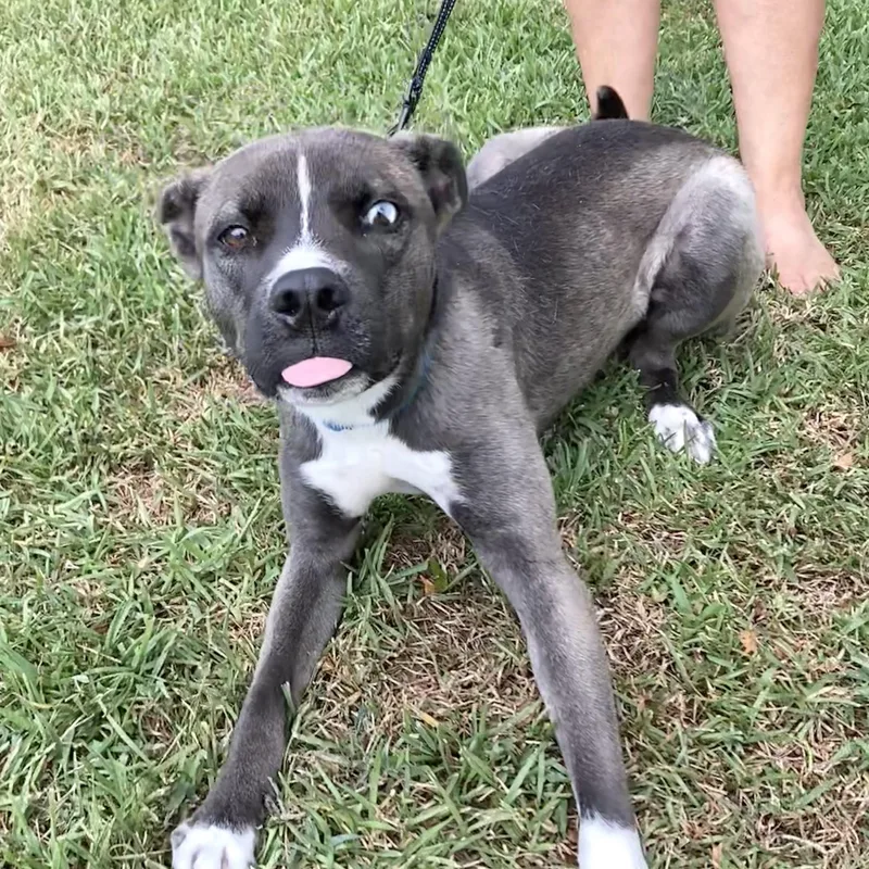 A young medium-sized male Gray / Blue / Silver Terrier dog named Blue for adoption in Conroe, TX