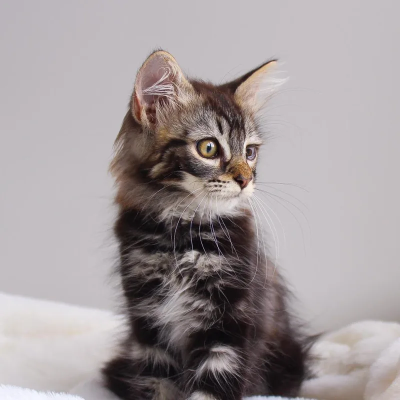 A baby medium-sized female Tabby (Brown / Chocolate) Domestic Medium Hair cat named Fetti for adoption in Wayne, NJ