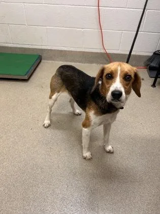 An adult small-sized male Tricolor (Brown, Black, & White) Beagle dog named Bodie for adoption in Mount Vernon, OH