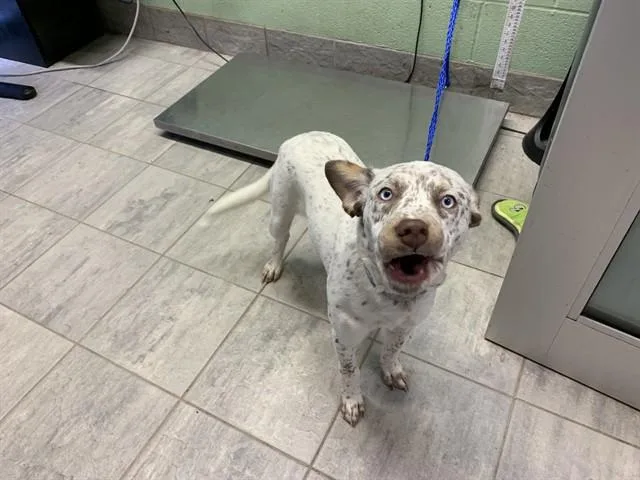 A young small-sized female Australian Cattle Dog / Blue Heeler dog named Merci for adoption in Grand Prairie, TX