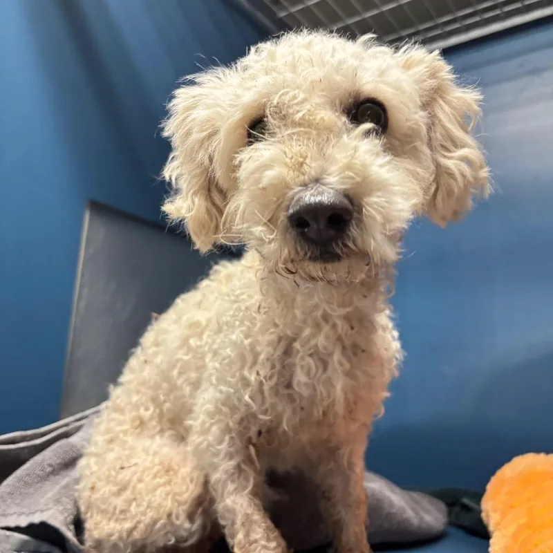 An adult small-sized male Brown / Chocolate Standard Poodle dog named Skragly for adoption in Yuma, AZ