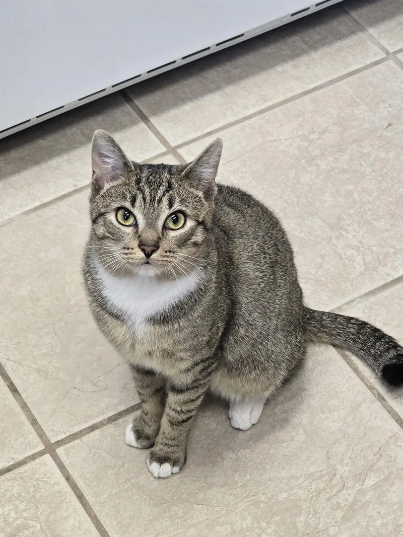 A young small-sized male Domestic Short Hair cat named Kovu for adoption in Locust Grove, GA