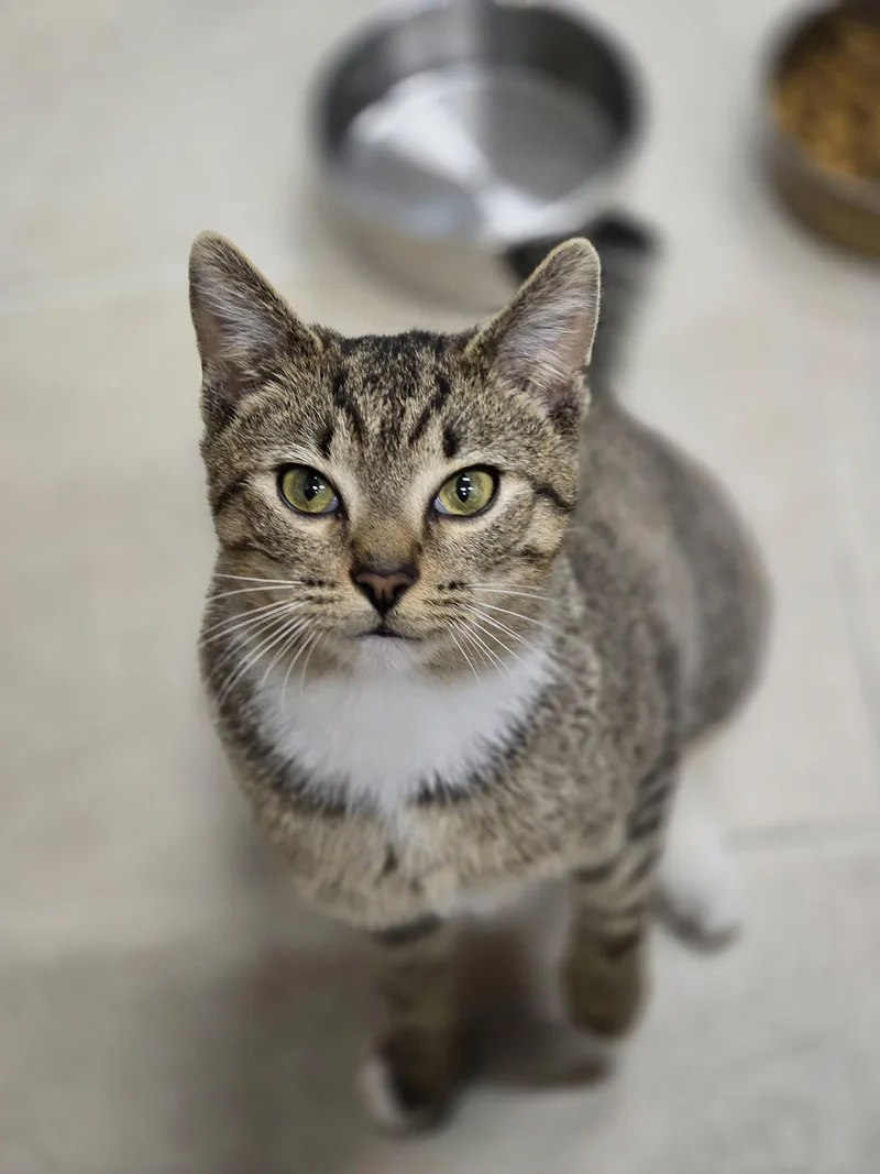 Kovu thumbnail 2