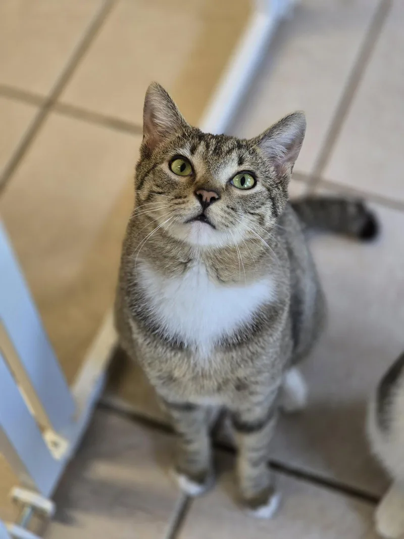 Kovu thumbnail 3