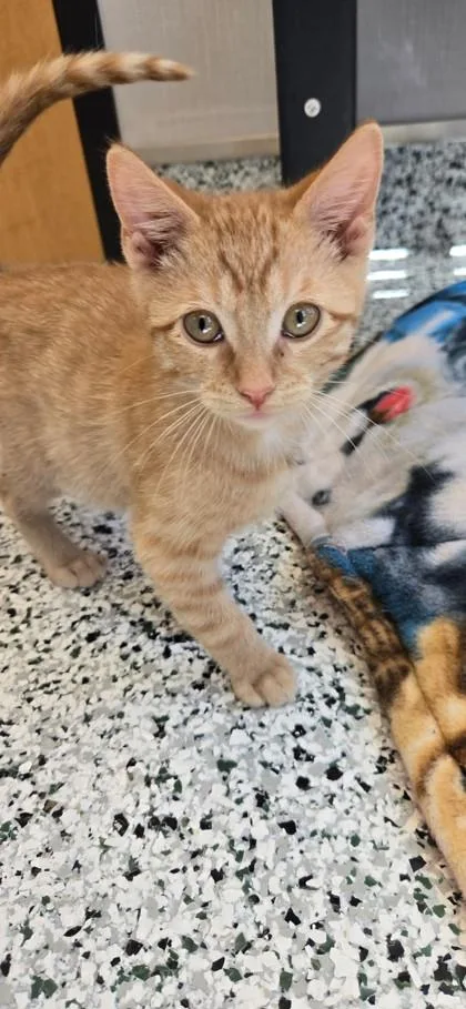 A baby small-sized male Domestic Short Hair cat named Cosmic Crisp for adoption in Fergus Falls, MN