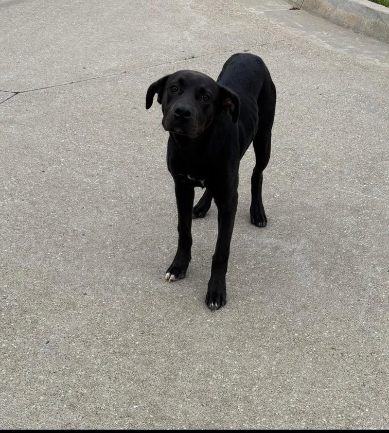 Gus