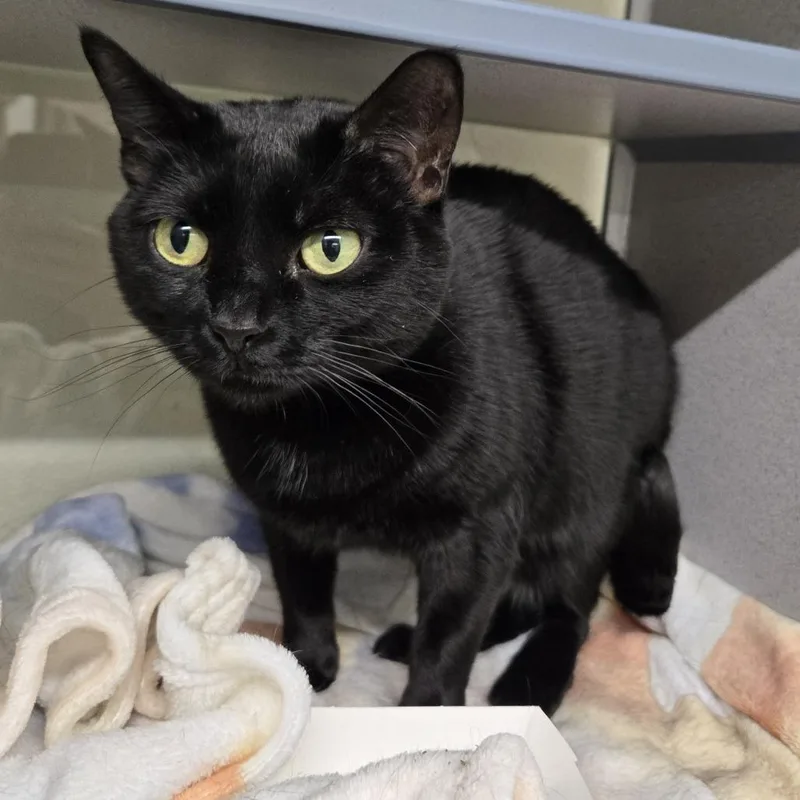 A young small-sized female Black Domestic Short Hair cat named Little Bear for adoption in Colorado Springs, CO