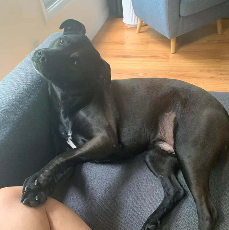 An adult medium-sized female Black Labrador Retriever dog named Alexa for adoption in Long Island City, NY