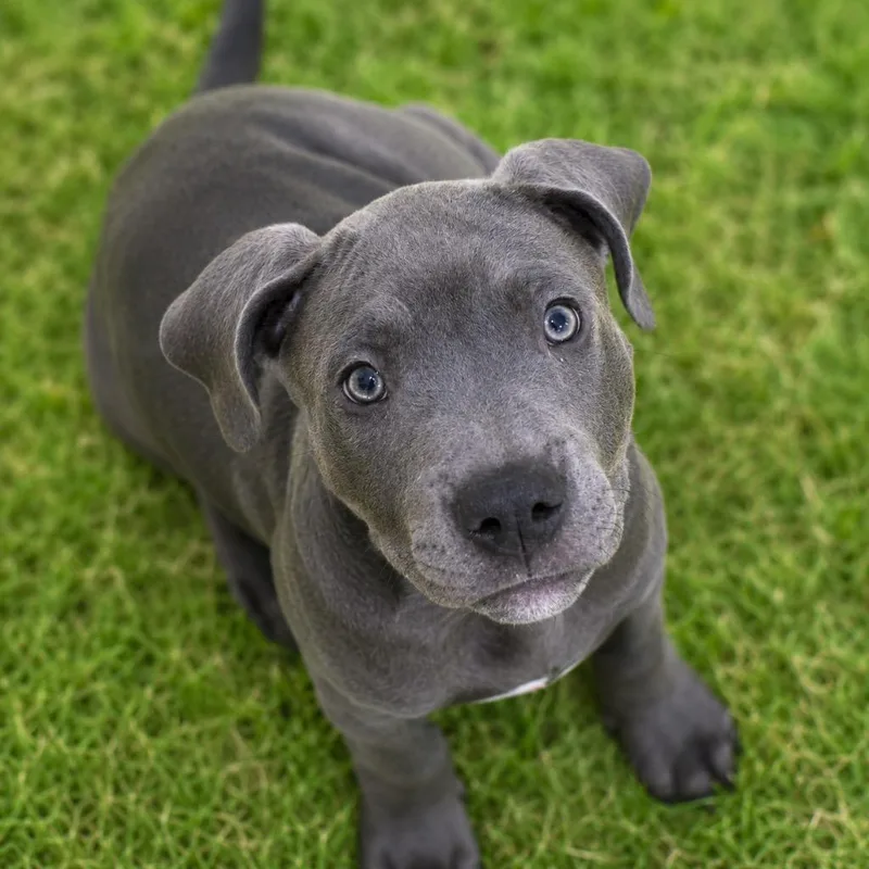 Penny