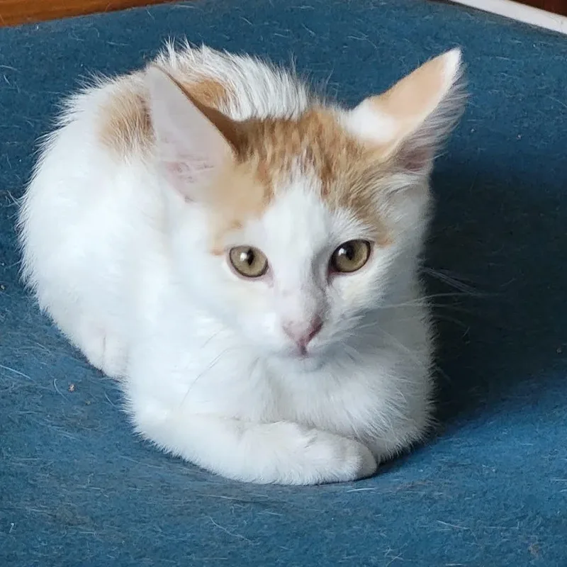 A baby medium-sized male Orange & White Domestic Short Hair cat named Zion for adoption in San Diego, CA