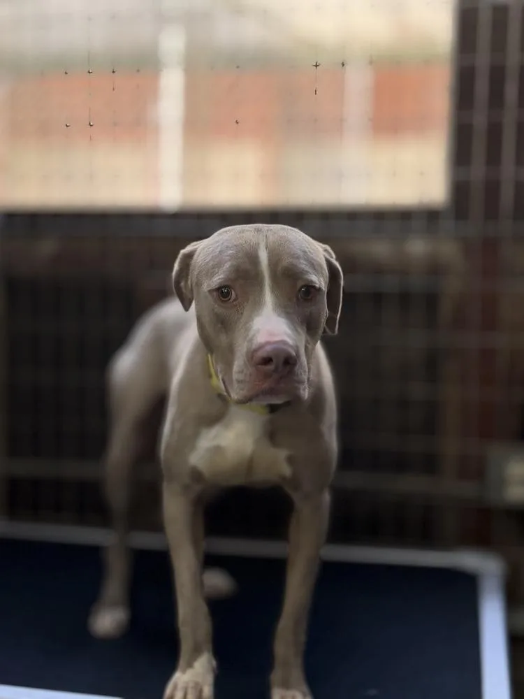 A young large-sized male Pit Bull Terrier dog named Moose for adoption in ventura, CA