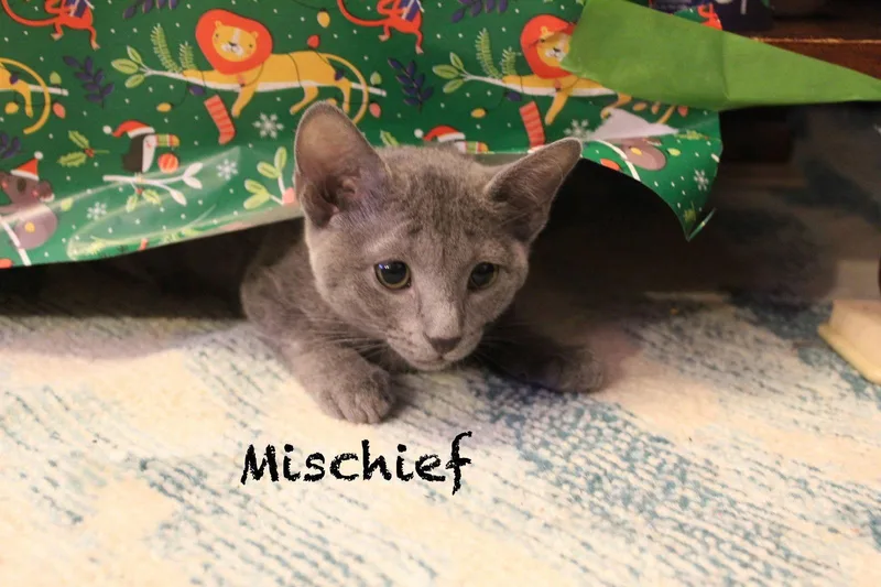 Mischief