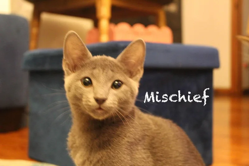 Mischief thumbnail 2