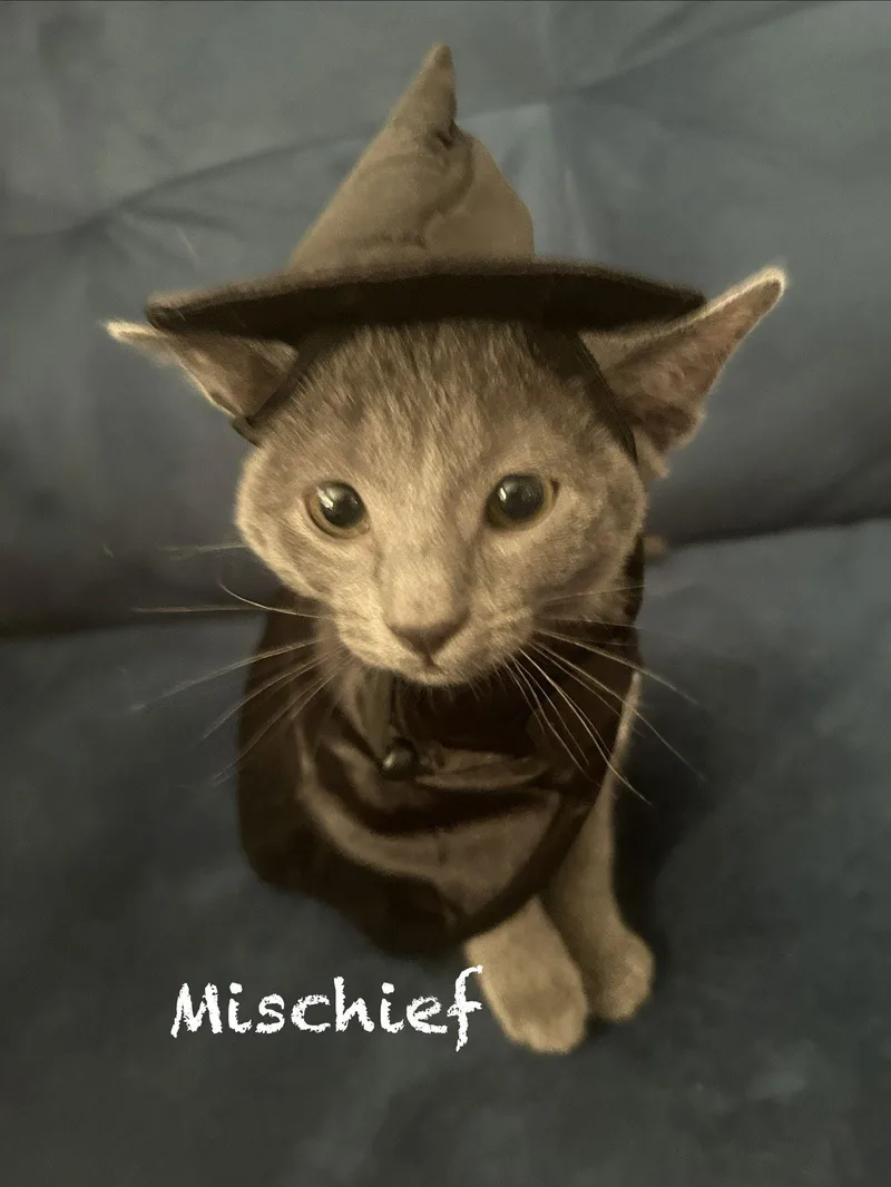 Mischief thumbnail 3
