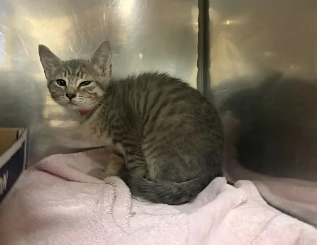 A baby small-sized female Domestic Short Hair cat named Gracie for adoption in Fort Wayne, IN
