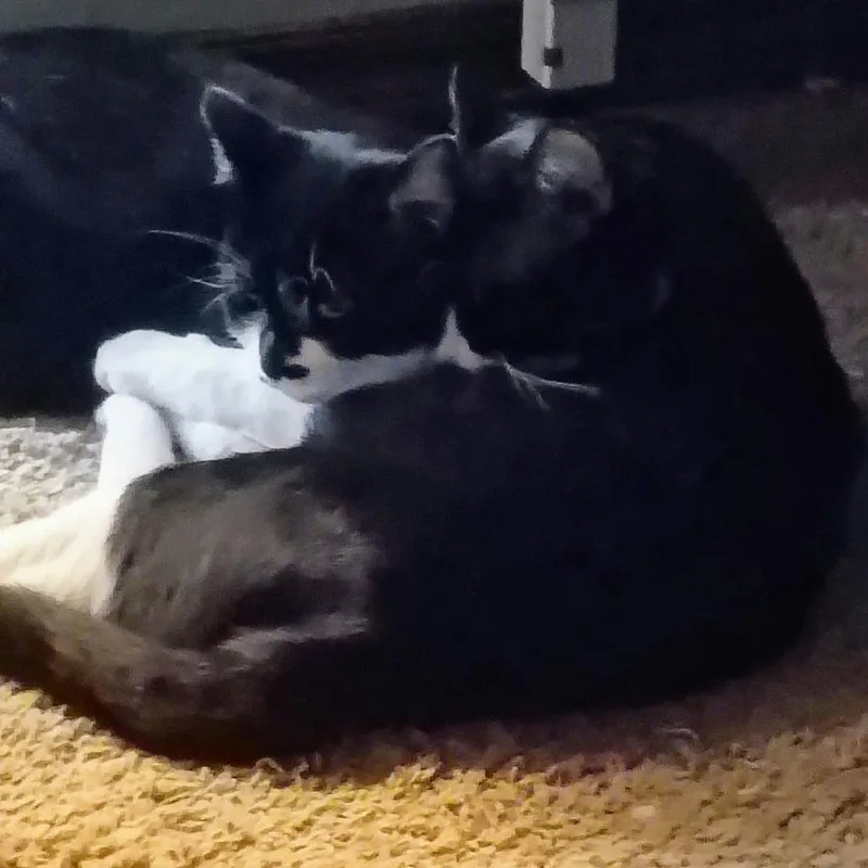 An adult small-sized female Black Domestic Short Hair cat named Sadie for adoption in Norman, OK