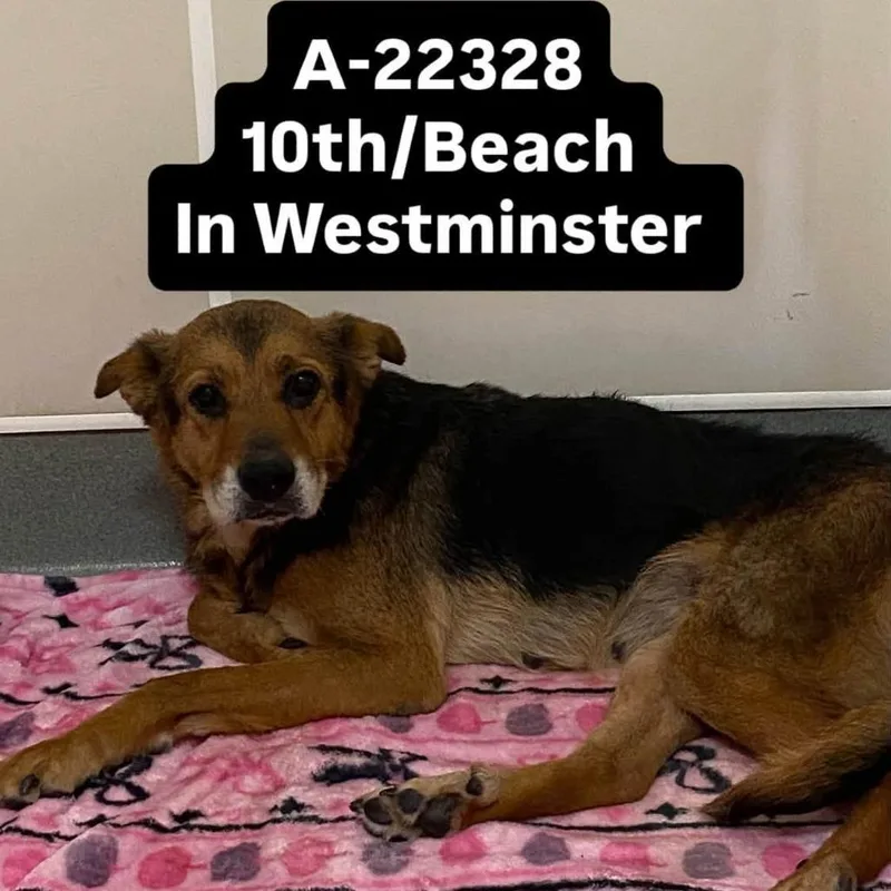A young medium-sized female Brown / Chocolate German Shepherd Dog dog named WAGSStray for adoption in Westminster, CA