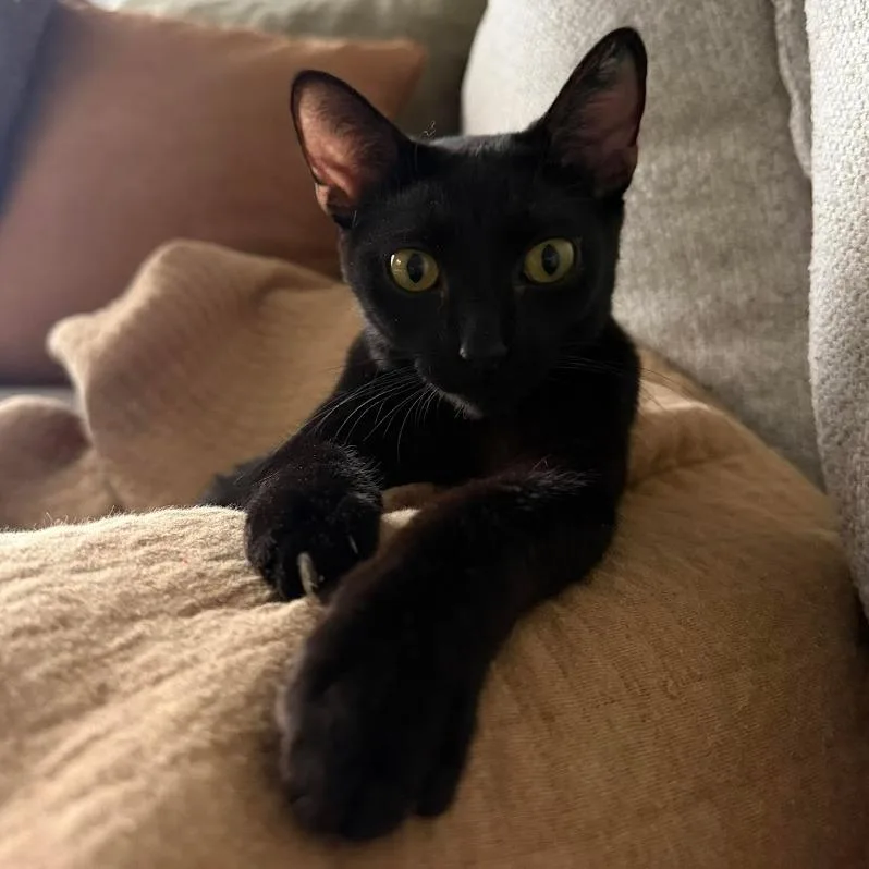A young small-sized female Black Domestic Short Hair cat named Lady Onyx for adoption in Sioux Falls, SD