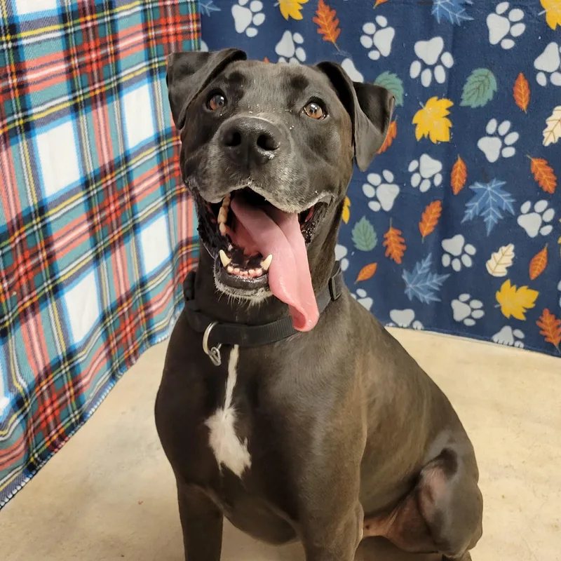 An adult large-sized male Black Great Dane dog named Kane for adoption in ALPINE, TX