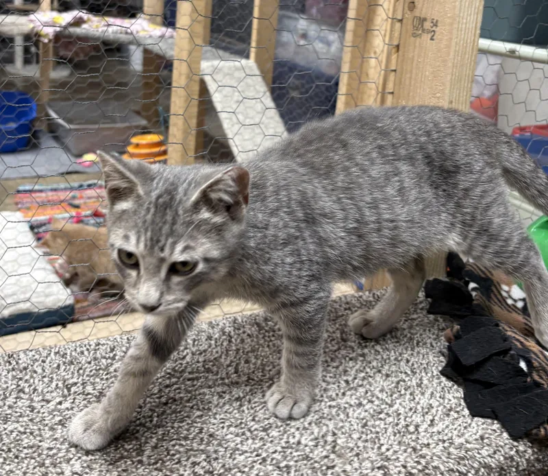 A baby medium-sized male Tabby (Gray / Blue / Silver) Domestic Short Hair cat named Clansy for adoption in Faribault, MN