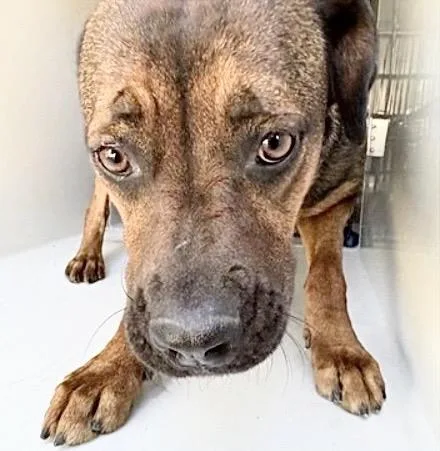 An adult large-sized female Redbone Coonhound dog named A for adoption in Houston, TX