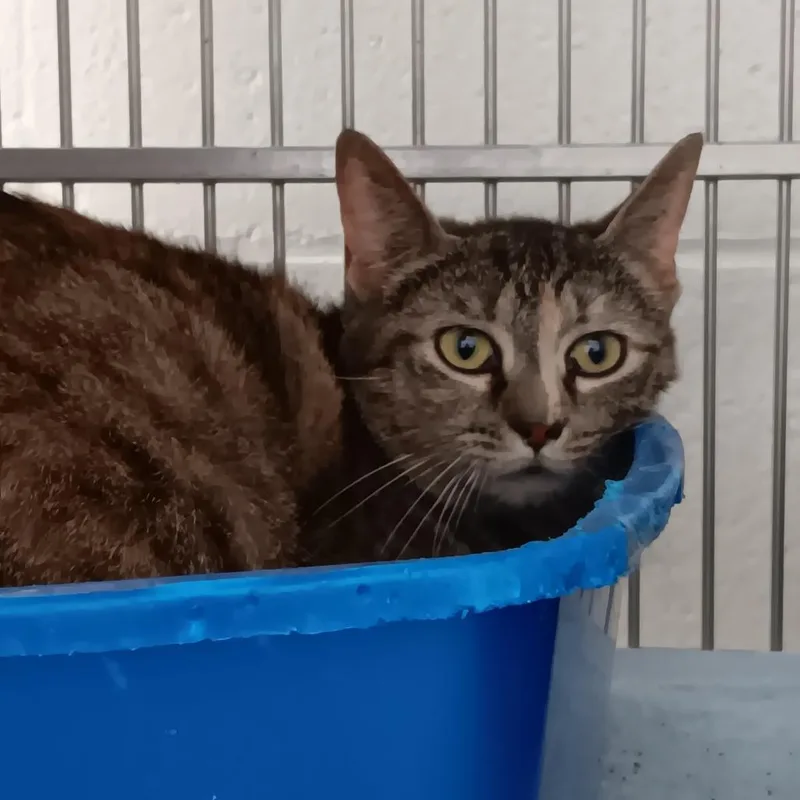 An adult medium-sized female Calico Domestic Short Hair cat named Ramah for adoption in Auburn, AL