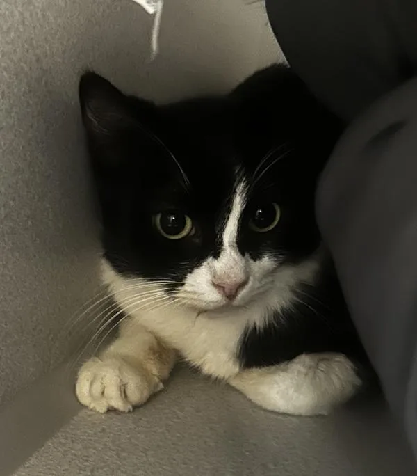 An adult medium-sized female Domestic Short Hair cat named Orange Juice for adoption in Stratham, NH