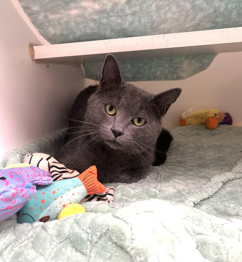 An adult medium-sized female Gray / Blue / Silver Domestic Short Hair cat named Guppy for adoption in Reisterstown, MD
