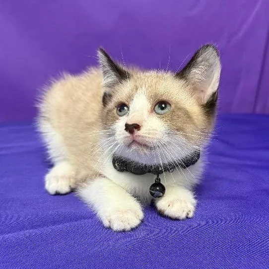 A baby small-sized male White Domestic Short Hair cat named Motley for adoption in North Myrtle Beach, SC
