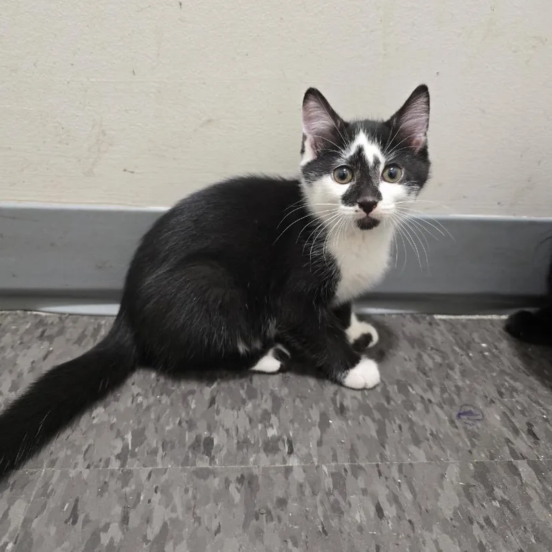 A baby small-sized male Black Domestic Short Hair cat named Oreo for adoption in Georgetown, KY