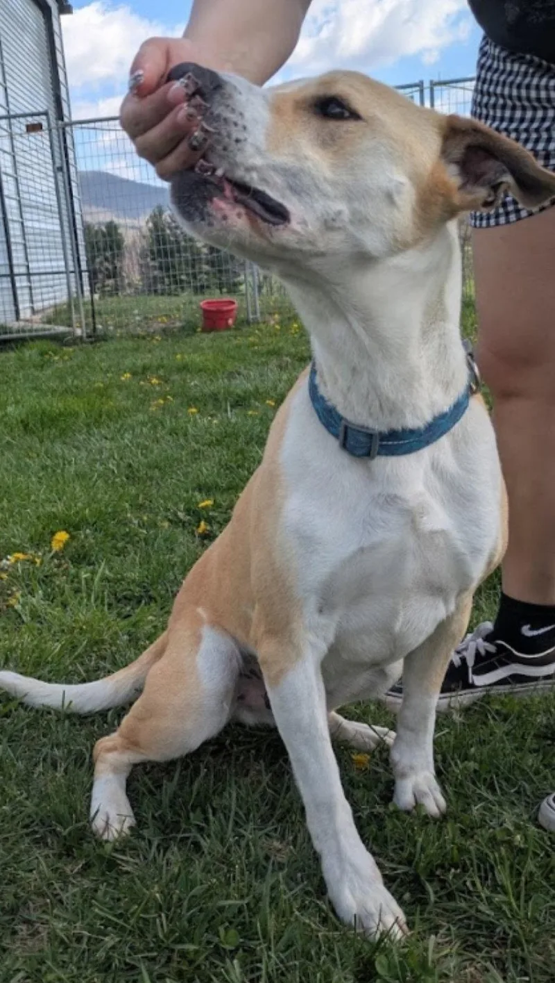 A young medium-sized male Labrador Retriever dog named George for adoption in Westminster, MD